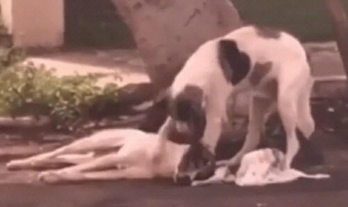 "친구야 일어나" 친구 곁 지키는 개[아도타 페이스북 캡처]